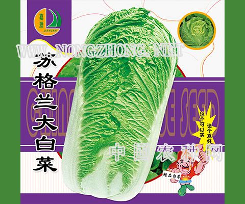苏格兰大白菜